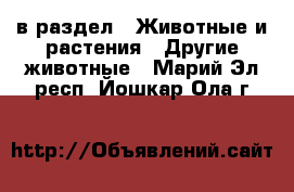  в раздел : Животные и растения » Другие животные . Марий Эл респ.,Йошкар-Ола г.